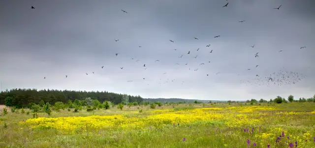 Птахи над квітучою жовтою лукою й зеленими берегами орнітологічного заказника Булахівський лиман