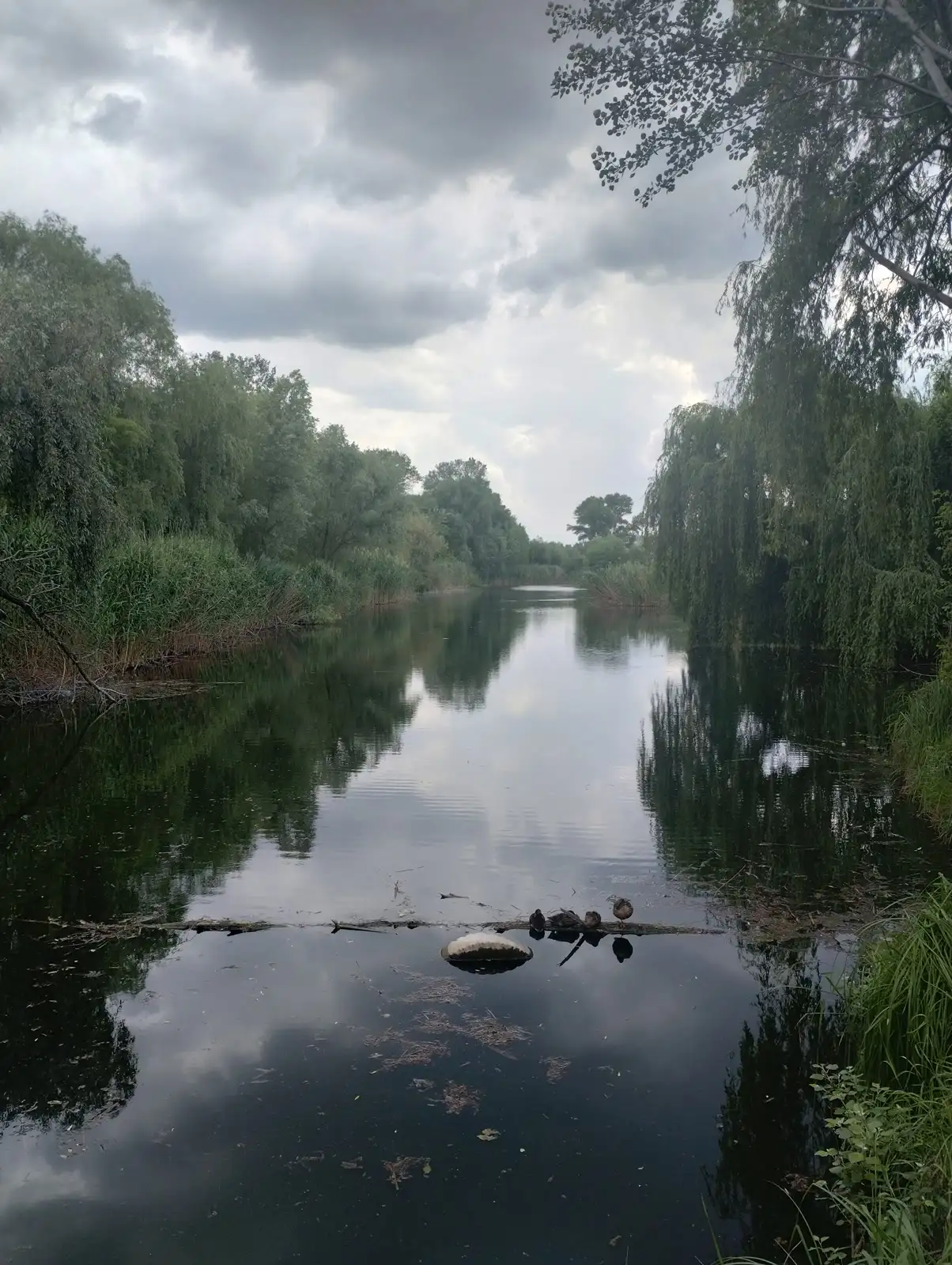 Зелений ставок із вербами, очеретом і качками у парку Кирилівка в Дніпрі