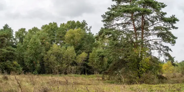Узлісся заказника «Межиріччя» з високою сосною, листяними деревами та осінньою трав’яною галявиною під хмарним небом