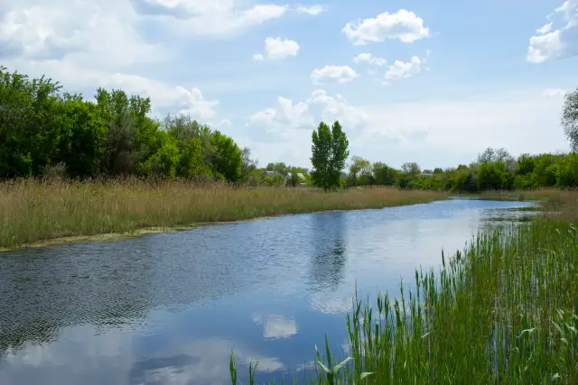 Звивиста Кільчень серед зелених берегів і очерету в Підгородному